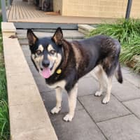 Photo of Ace Ventura