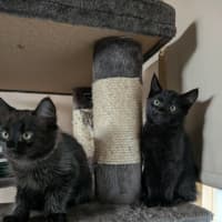 Photo of Apollo