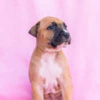 Photo of Cookies & Cream