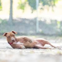 Photo of Ivy