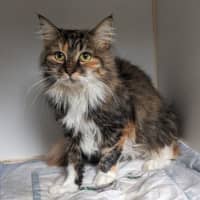 Photo of Dahlia