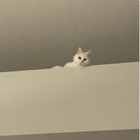 Photo of Kitsune