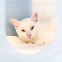 Photo of Casper