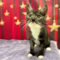 Photo of Feyre   Located In Kew