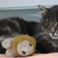 Photo of Totoro