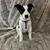 Photo of Oakley