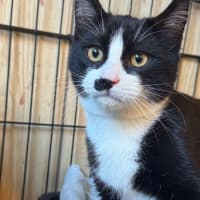 Photo of Socks