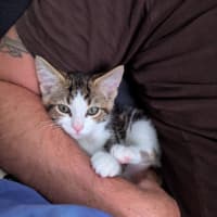 Photo of Ross Golden