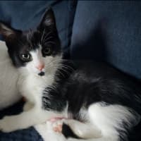 Photo of Axel
