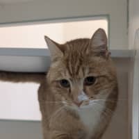 Photo of Mojito