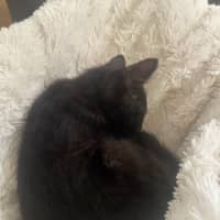 Photo of Pounce