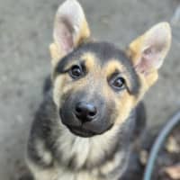 Photo of Axel
