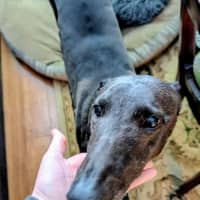 Photo of Lucy Lou, The Greyhound