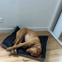 Photo of Woody   1 Year Old Mixed Breed