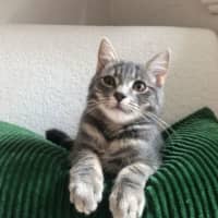 Photo of Disco