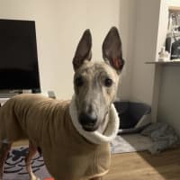 Photo of Peanut, The Pretty Greyhound