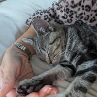 Photo of Skylar   Located In Pascoe Vale 