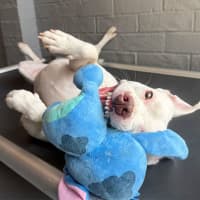 Photo of Casper