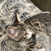 Photo of Lambi