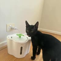 Photo of Hopper 