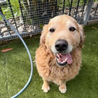 Photo of Nala