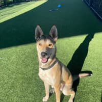 Photo of Roger Imp 1490