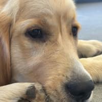 Photo of Milo