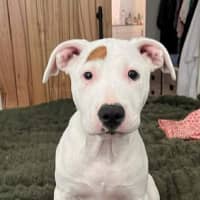 Photo of Jemima (68245)