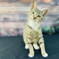 Photo of Tilly   Located In Preston 