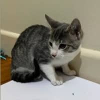 Photo of Leopold