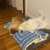 Photo of Lucky & Daisy   12 Year Old Pomeranians