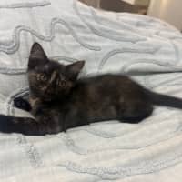Photo of Pixie