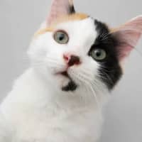 Photo of Bingo