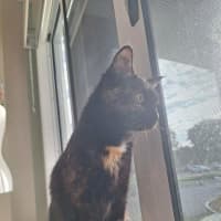 Photo of Fluffy