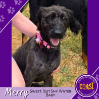 Photo of Merry