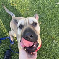 Photo of Gypsy