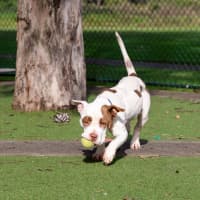 Photo of Tazzie