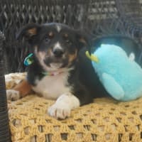Photo of Tucker