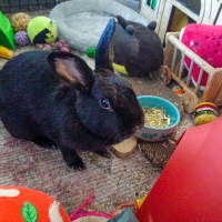 Photo of Dutchess