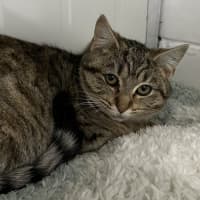 Photo of Tinkerbell