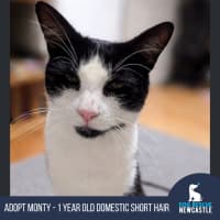 Photo of Monty   1.5 Year Old Domestic Short Hair X