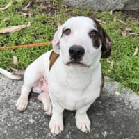 Photo of Chilli Flake 