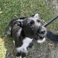 Photo of Smiffy