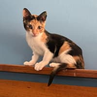 Photo of Peaches