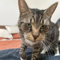 Photo of Chester   Located In Richmond