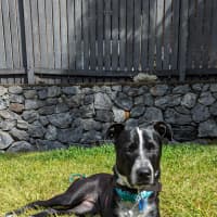 Photo of Frankie