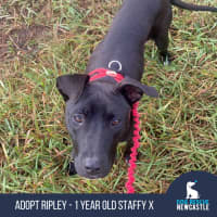 Photo of Ripley   1 Year Old Staffy X