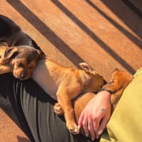 Photo of Hiccup