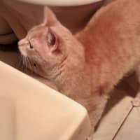 Photo of Narla (Empty The Nest $50 Adoption Special)