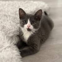 Photo of Ziggy 💙🧶